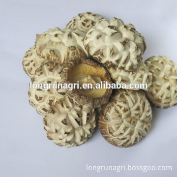 Round & Thick White Flower Shiitake Mushroom For Promotion